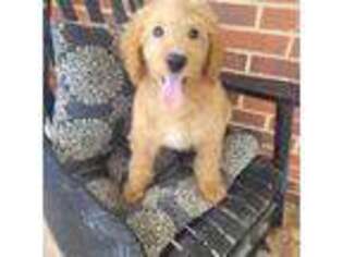 Goldendoodle Puppy for sale in Bealeton, VA, USA