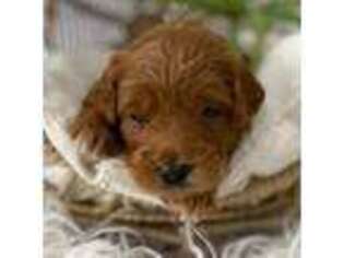 Goldendoodle Puppy for sale in Topeka, IN, USA