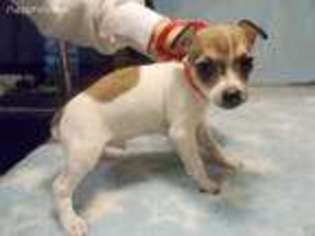 Rat Terrier Puppy for sale in Archer, FL, USA