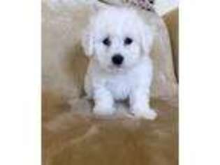 Bichon Frise Puppy for sale in Hopkinsville, KY, USA
