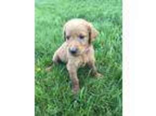 Labradoodle Puppy for sale in Delta, OH, USA