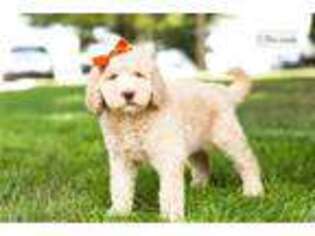 Labradoodle Puppy for sale in South Bend, IN, USA