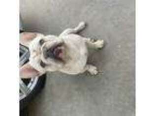 French Bulldog Puppy for sale in Tracy, CA, USA