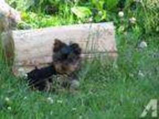 Yorkshire Terrier Puppy for sale in STANTON, MI, USA