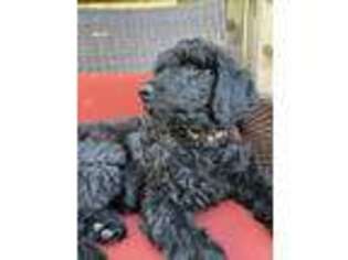 Saint Berdoodle Puppy for sale in Lawrenceville, GA, USA