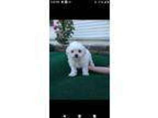 Maltese Puppy for sale in Decatur, IN, USA