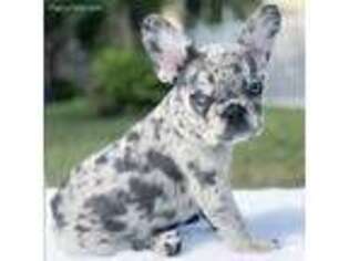 French Bulldog Puppy for sale in Pembroke Pines, FL, USA