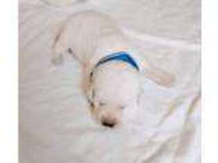 Labrador Retriever Puppy for sale in Banning, CA, USA