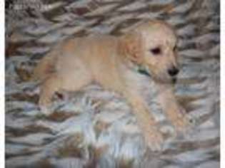 Goldendoodle Puppy for sale in Sugar Land, TX, USA