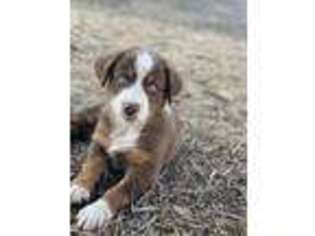 Australian Shepherd Puppy for sale in Spangle, WA, USA