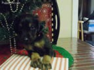 Doberman Pinscher Puppy for sale in Dacula, GA, USA