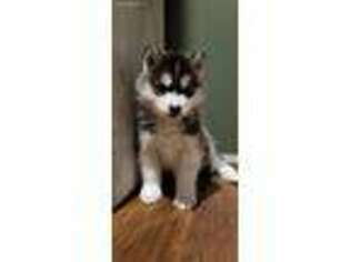 Siberian Husky Puppy for sale in Epsom, NH, USA