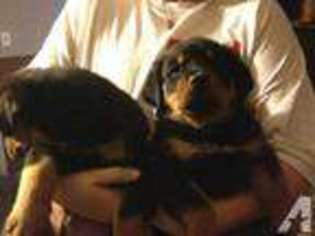 Rottweiler Puppy for sale in STAR CITY, IN, USA