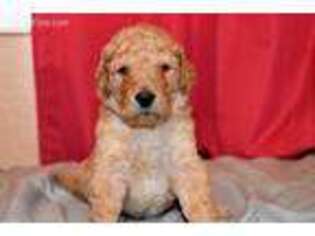 Goldendoodle Puppy for sale in Yucca Valley, CA, USA