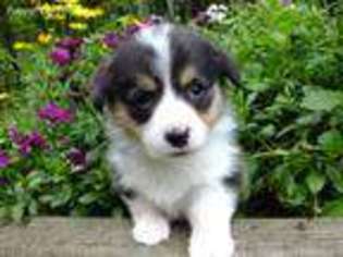 Pembroke Welsh Corgi Puppy for sale in Meadow Bridge, WV, USA