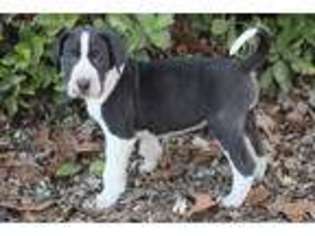 Great Dane Puppy for sale in Springfield, MO, USA