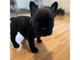 French Bulldog Puppy for sale in Canandaigua, NY, USA
