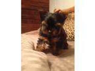Yorkshire Terrier Puppy for sale in Lafayette, LA, USA