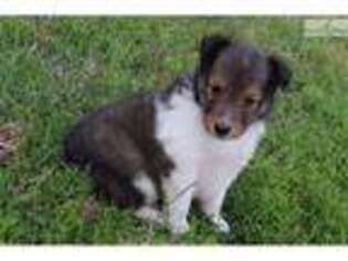 Shetland Sheepdog Puppy for sale in Little Rock, AR, USA