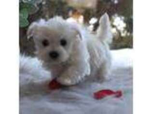 Maltese Puppy for sale in Sturgis, MI, USA