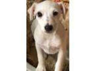 Jack Russell Terrier Puppy for sale in Flagstaff, AZ, USA