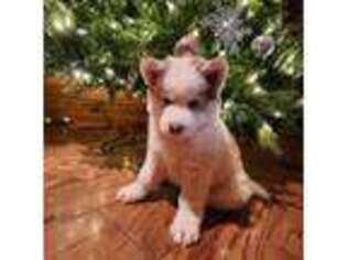 Siberian Husky Puppy for sale in Sykesville, MD, USA