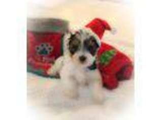 Yorkshire Terrier Puppy for sale in Jupiter, FL, USA