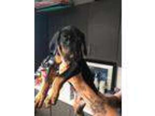 Doberman Pinscher Puppy for sale in Anthony, FL, USA
