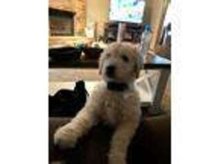 Goldendoodle Puppy for sale in Yukon, OK, USA