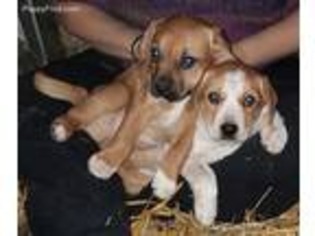 Mutt Puppy for sale in Martelle, IA, USA