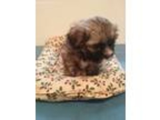 Lhasa Apso Puppy for sale in Elma, WA, USA