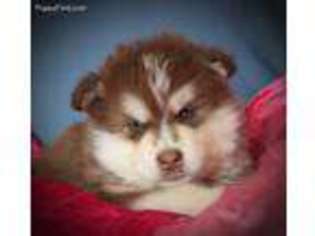 Alaskan Malamute Puppy for sale in Fort Collins, CO, USA