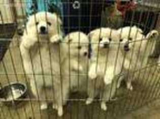 American Eskimo Dog Puppy for sale in Fairview, OR, USA
