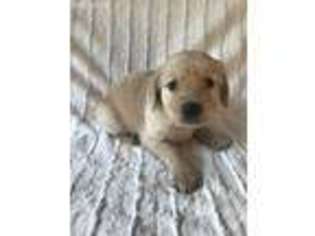 Golden Retriever Puppy for sale in Winnemucca, NV, USA