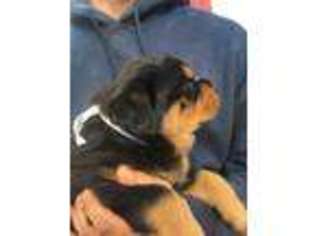 Rottweiler Puppy for sale in Newton, KS, USA