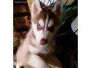 Siberian Husky Puppy for sale in Danbury, NH, USA