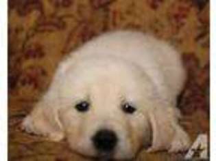 Golden Retriever Puppy for sale in COLUMBUS, TX, USA