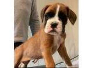 Boxer Puppy for sale in East Northport, NY, USA