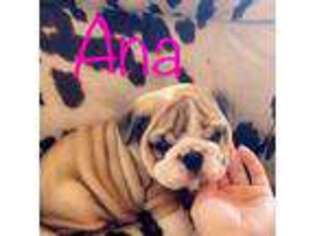 Bulldog Puppy for sale in Conway, MO, USA