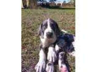 Great Dane Puppy for sale in Okeechobee, FL, USA