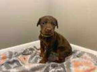 Doberman Pinscher Puppy for sale in Indianapolis, IN, USA