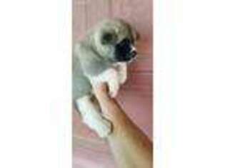 Akita Puppy for sale in Columbia City, IN, USA