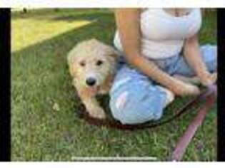Labradoodle Puppy for sale in Plainfield, IL, USA