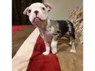 Boston Terrier Puppy for sale in Lake Elsinore, CA, USA