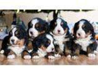 Bernese Mountain Dog Puppy for sale in Anderson, MO, USA
