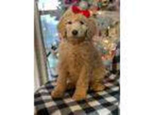 Goldendoodle Puppy for sale in Atkins, AR, USA