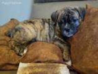 Olde English Bulldogge Puppy for sale in Lebanon, TN, USA