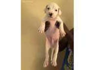 Dogo Argentino Puppy for sale in Baton Rouge, LA, USA