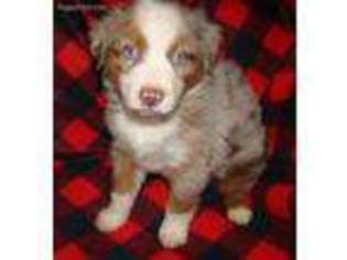 Miniature Australian Shepherd Puppy for sale in Concord, GA, USA