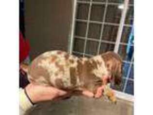 Dachshund Puppy for sale in Van Vleck, TX, USA